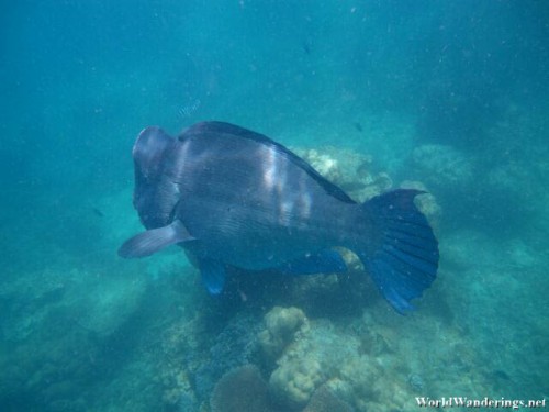 I Think This is Napoleon Wrasse