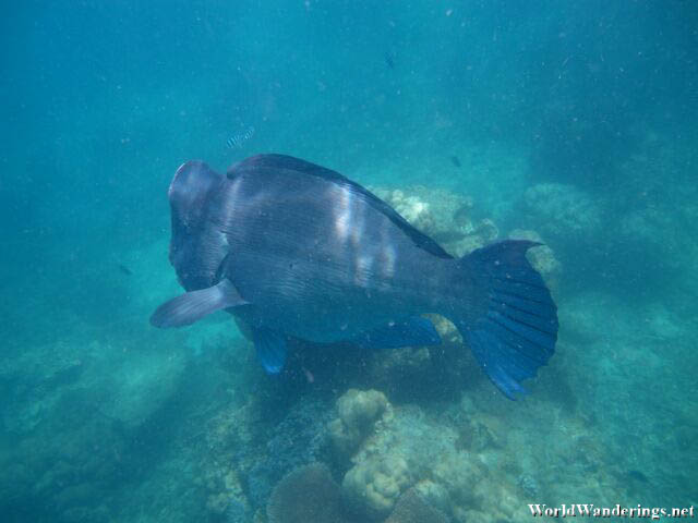 I Think This is Napoleon Wrasse