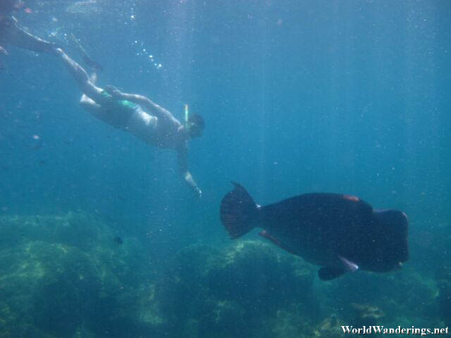 Large Fish Chasing at Turtle Beach in Perhentian Kecil