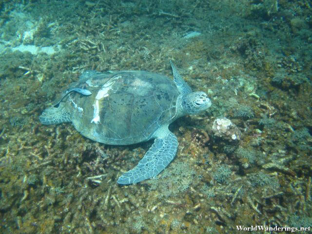 Sea Turtle at the Turtle Point in Perhentian Kecil
