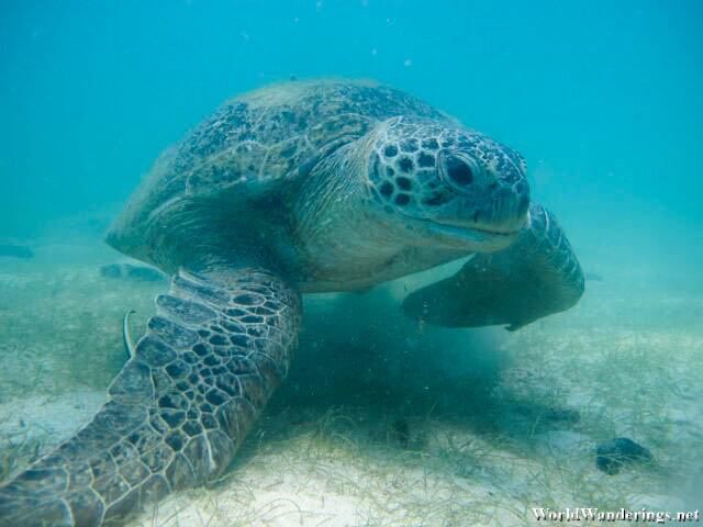 Close Up of a Sea Turtle at Turtle Point in Perhentian Kecil