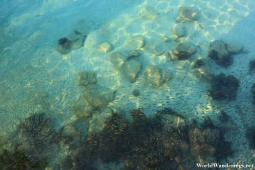 Fish in the Crystal Clear Water at Long Beach in Perhentian Kecil