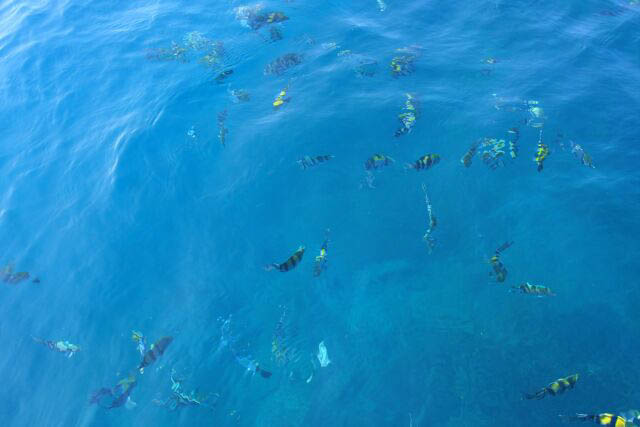 Numerous Fish on the Surface of the Water