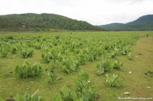 Crops Planted in the Grassy Plain at Shika Snow Mountain 石卡雪山