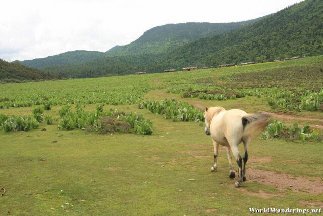 White Horse Entering the Grassy Plain at Shika Snow Mountain 石卡雪山