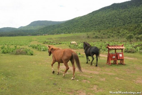 A Few Horses Wandering at the Grassy Plain at Shika Snow Mountain 石卡雪山