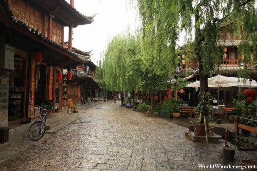 Willow Trees Lining the Streams in Lijiang Ancient Town 丽江古城
