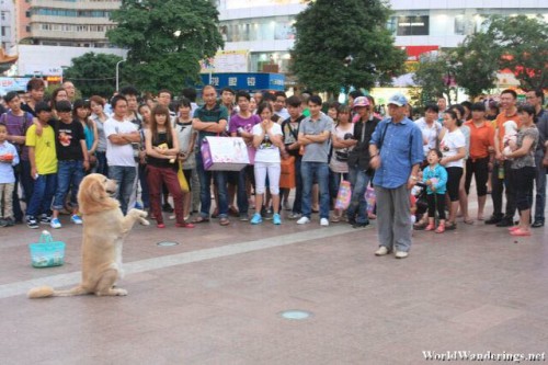 Performing Dog and His Owner at Wuhua District in Kunming 昆明五华区