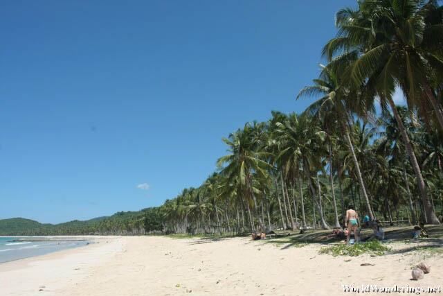 Coconut Trees Line Nacpan Beach