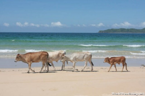 Cows on the Beach in Nacpan