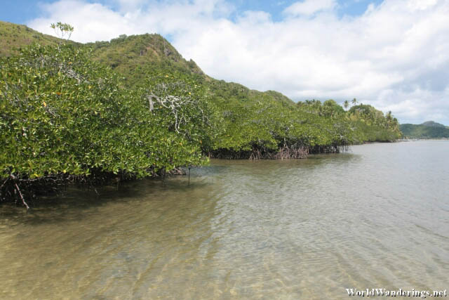 Mangroves of Snake Island