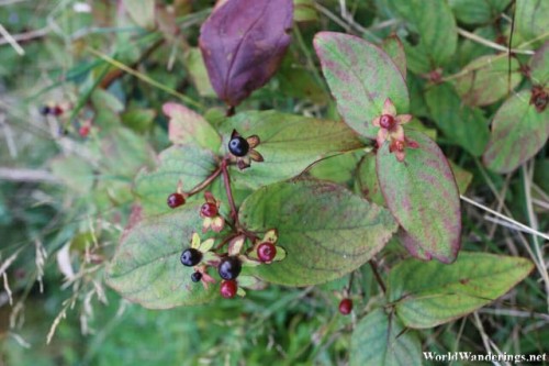 Blueberries at Ards Forest Park?