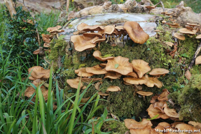 Mushroom Growing on a Tree Trunk at the Ards Forest Park