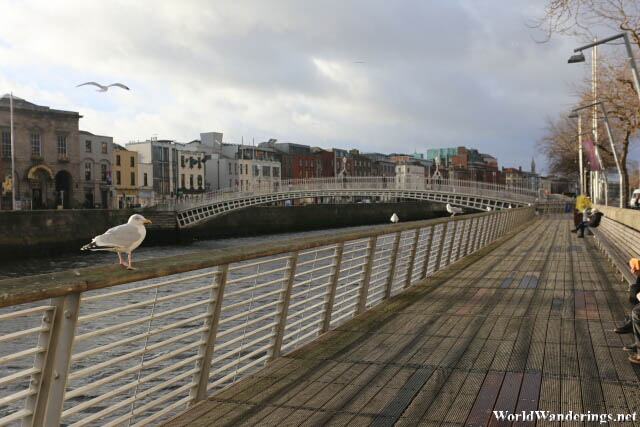 Seagull Resting at a Fence Along the River Liffey