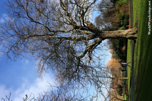 Tree at Saint Stephen's Green in Dublin