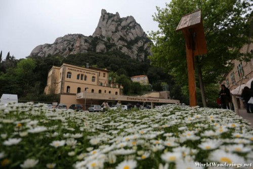 Flowers and One of the Beautiful Peaks of Montserrat
