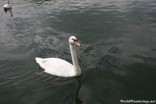 Beautiful Swan at the Grand Canal at the Palace of Versailles