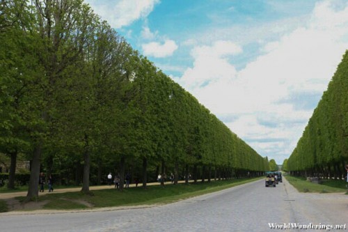 Endless Hedge at the Gardens of Versailles