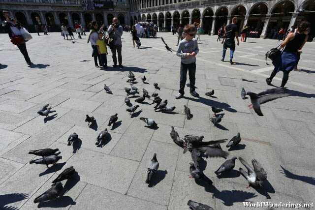 Numerous Pigeon at the Piazza San Marco in Venice