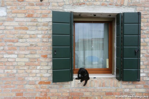 Cat by the Window in Murano Island