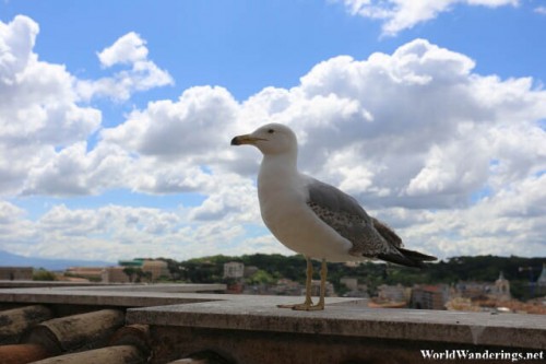 Seagull Hanging Out at the Saint Peter's Basilica ta the Vatican City