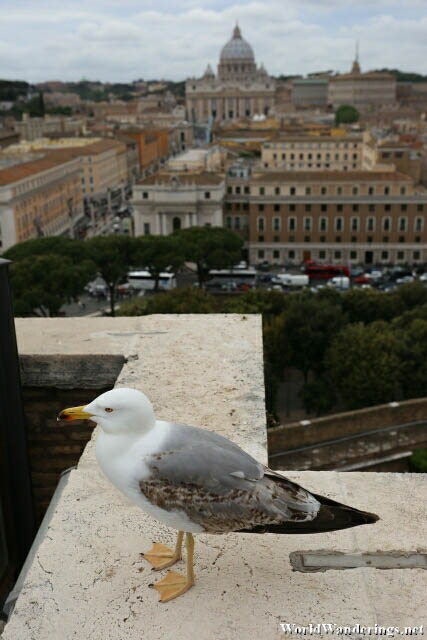 A Look at Saint Peter's Basilica from Castel Sant'Angelo in Rome