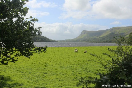 Green Pasture on the Shores of Glencar Lake in County Sligo