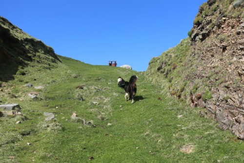 Dog Playing a Game of Fetch at Tory Island
