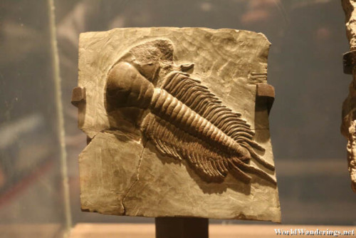 Fossil of a Perhistoric Trilobyte at the American Museum of Natural History
