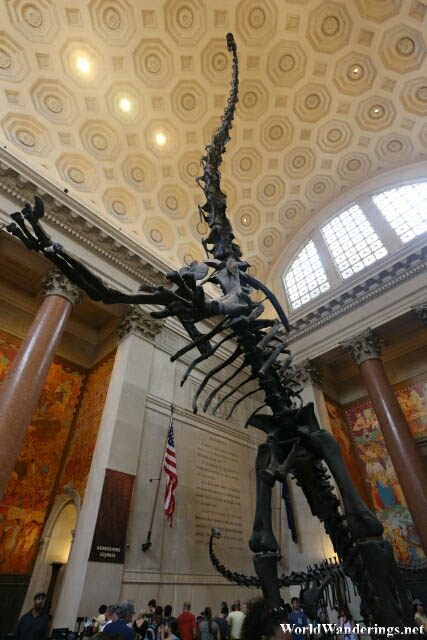 Apatosaurus on its Hind Legs at the American Museum of Natural History