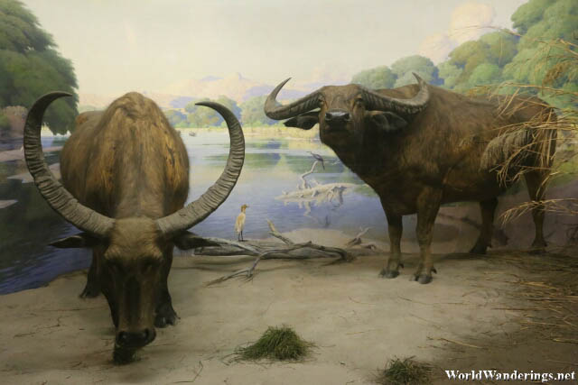 Water Buffalo Exhibit at the American Museum of Natural History