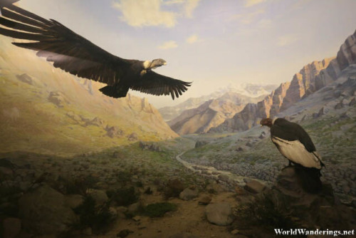 Condor Exhibit at the American Museum of Natural History