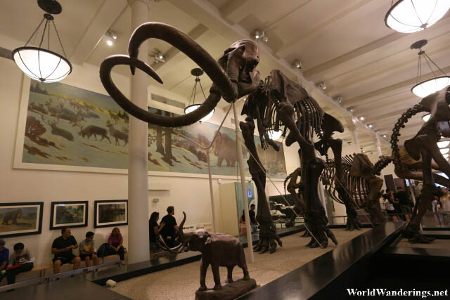 Impressive Skeleton of a Mammoth at the American Museum of Natural History