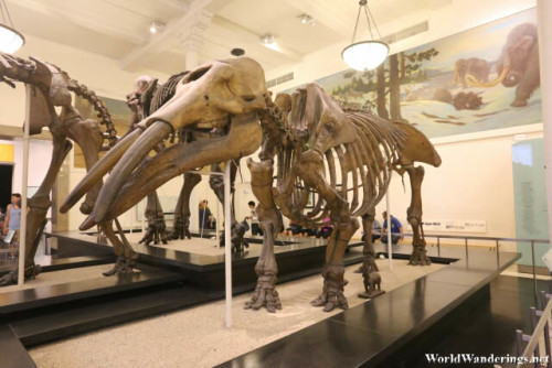 I Think This was Another Extinct Elephant Skeleton