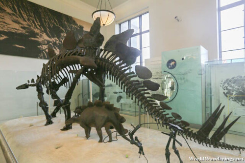 Impressive Stegosaurus Fossil at the American Museum of Natural History