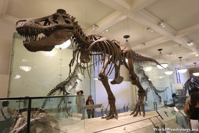 Fossil of a Tyrannosaurus Rex at the American Museum of Natural History