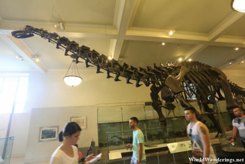 Apatosaurus Fossil on Display at the American Museum of Natural History