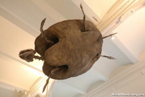 Large Fossil of a Prehistoric Sea Turtle Possibly Archelon