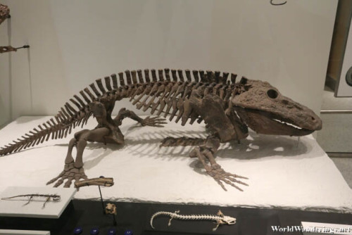 Large Fossil of Eryops at the American Museum of Natural History