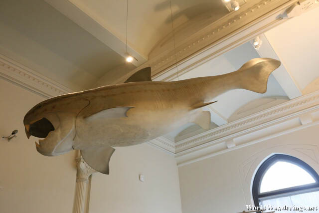 Giant Armoured Fish at the American Musuem of Natural History