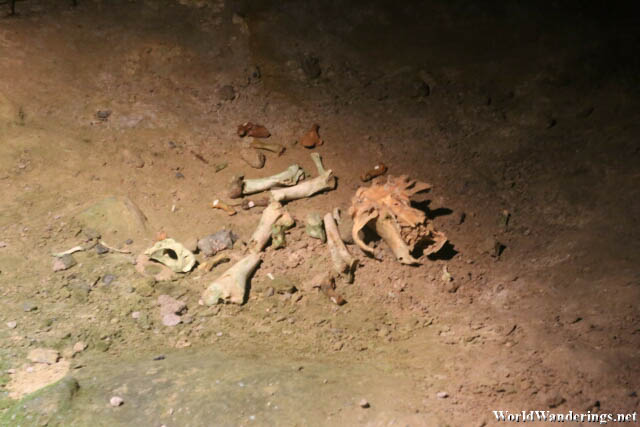 Skeletal Remains of a Bear Found in Ailwee Cave