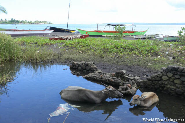 Water Buffaloes Chilling Out in the Heat at Coron-coron Beach