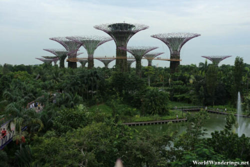 Looking at the Supertrees at the Gardens By the Bay