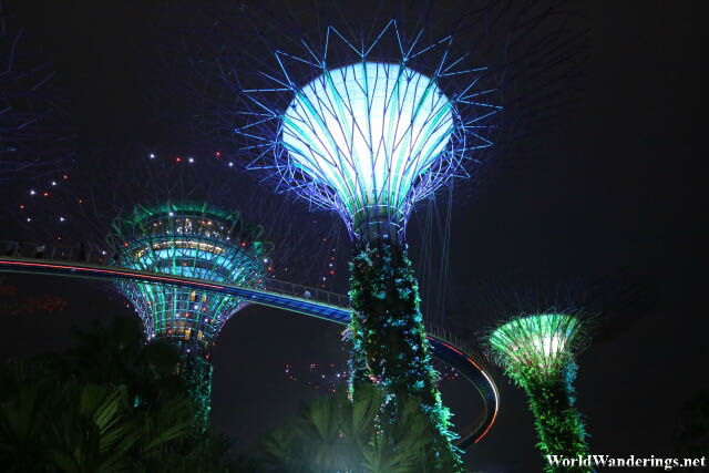 Looking at the Supertrees at the Gardens by the Bay
