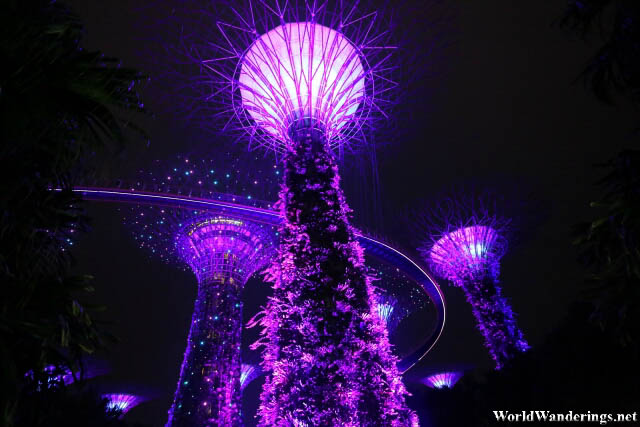 Alien Purple Color of the Supertrees at the Gardens by the Bay