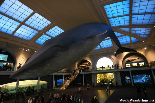 Blue Whale at the Milstein Hall of Ocean Life