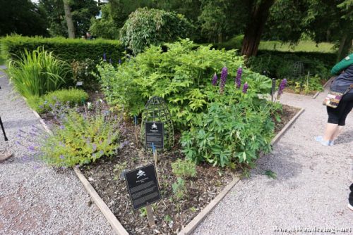 Plants in the Poison Garden in Blarney Castle