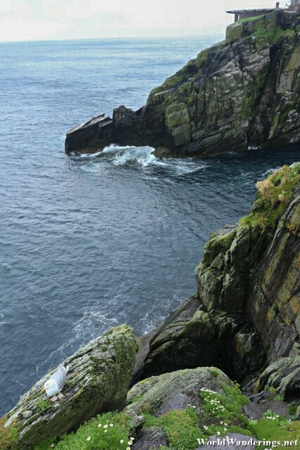 Looking Down at the Cliffs of Skellig Michael