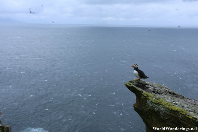 Puffin Looking Out to Sea
