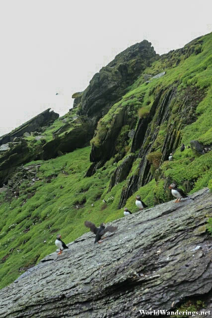 Puffin Hanging Out at Skellig Michael